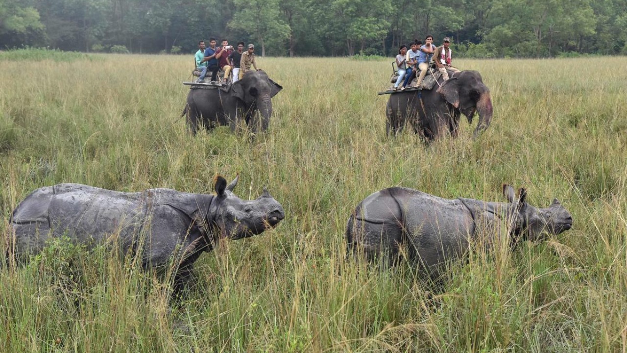Kaziranga Wildlife Safari